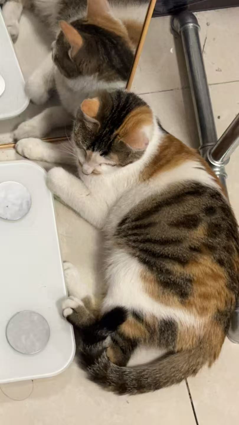 猫咪1