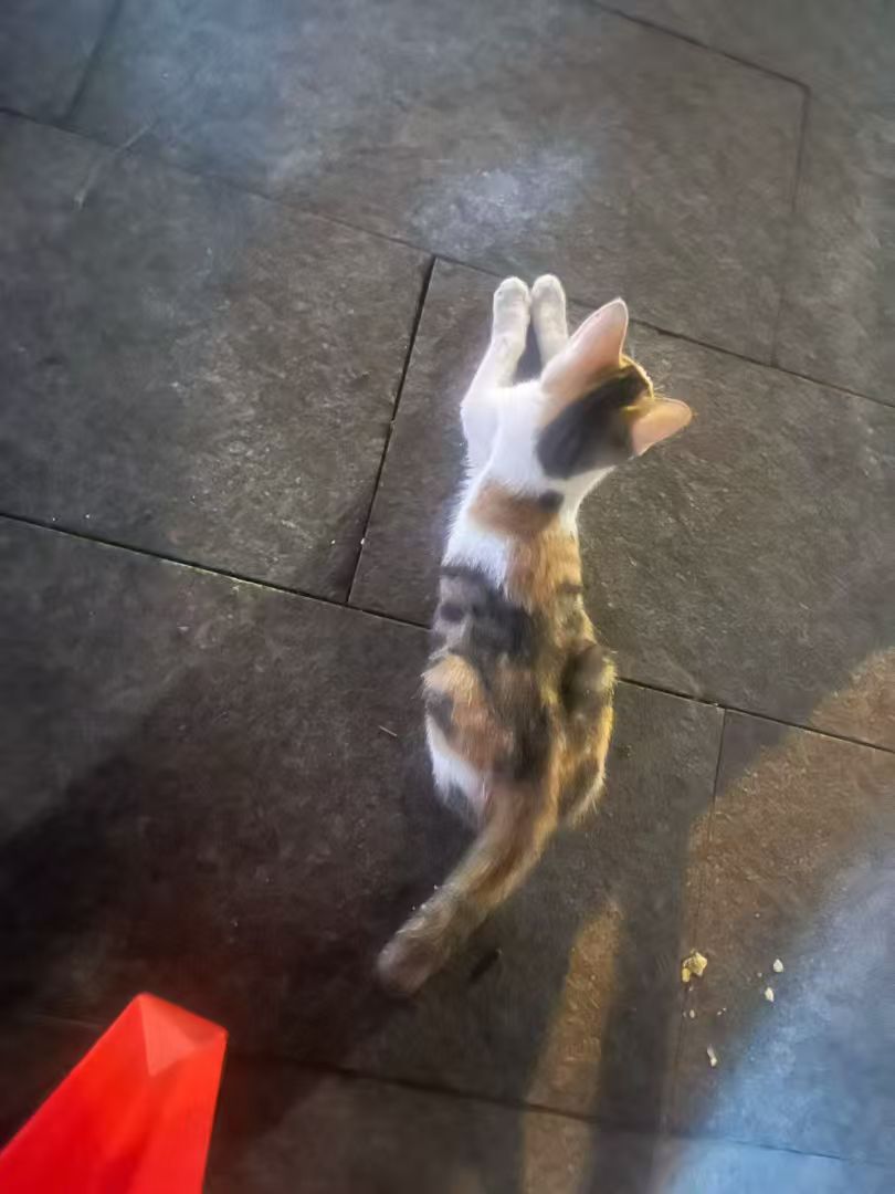 猫咪10