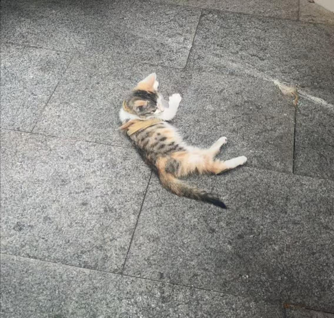 猫咪11