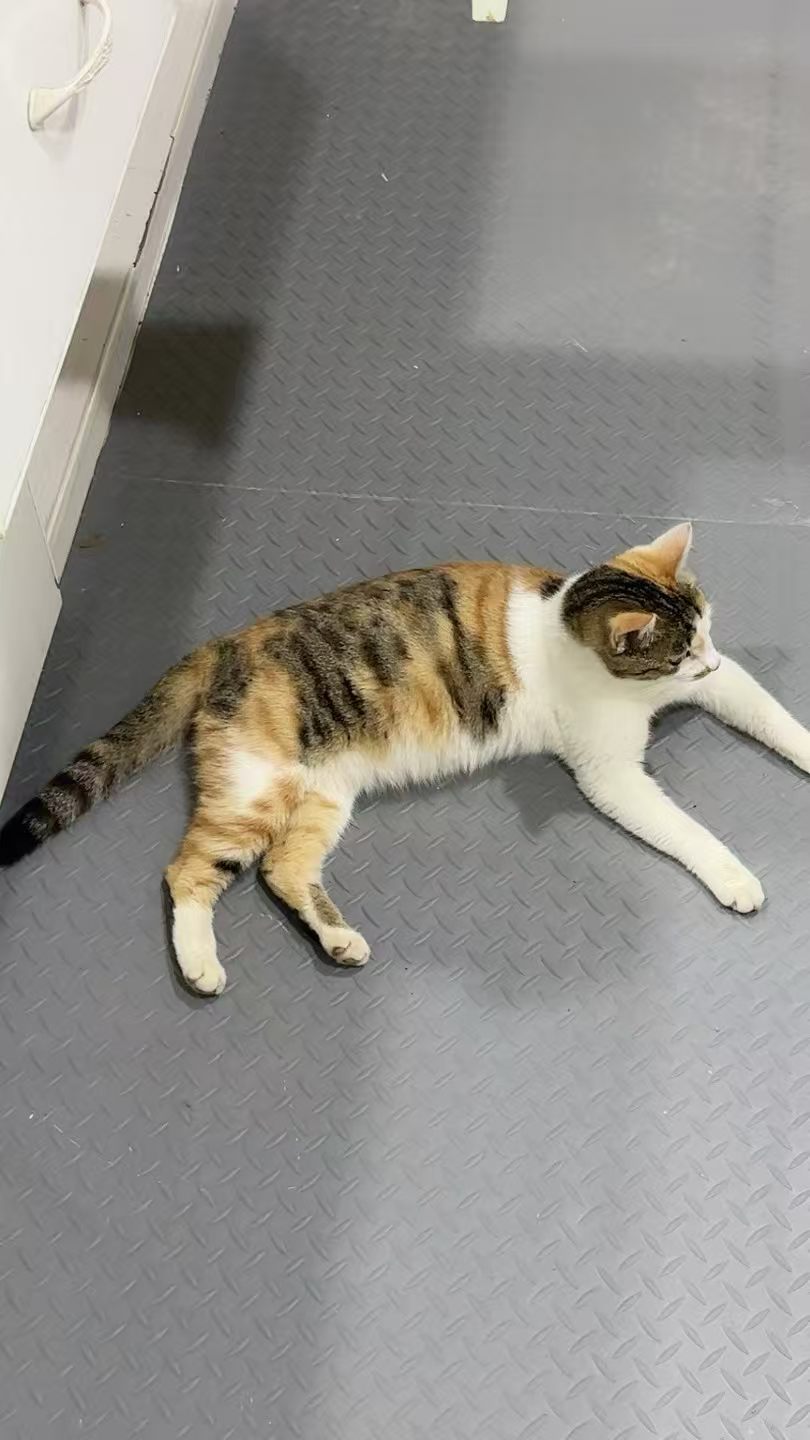 猫咪12