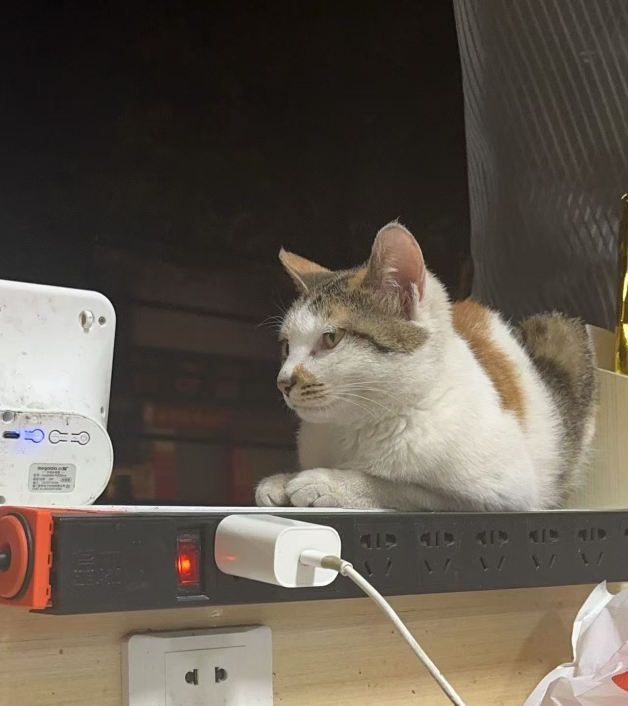 猫咪15