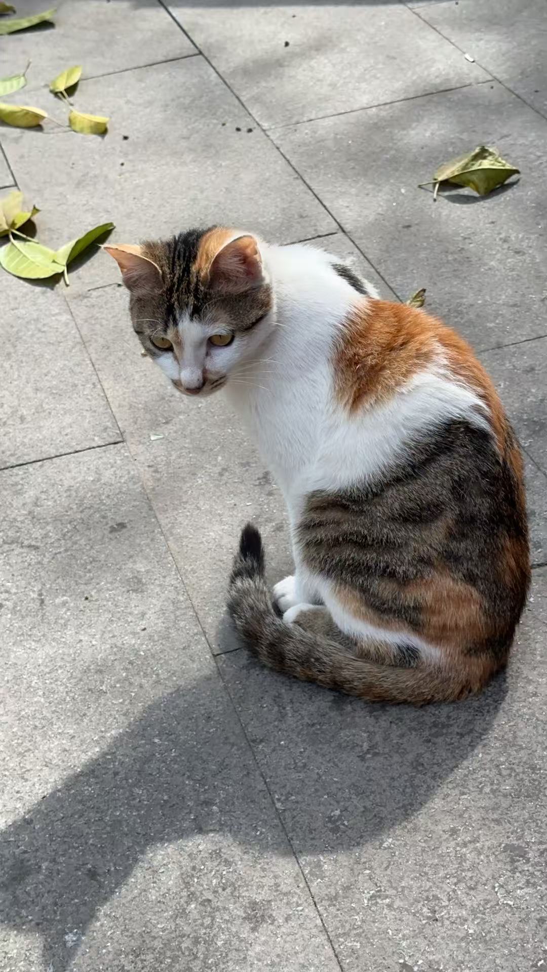 猫咪16