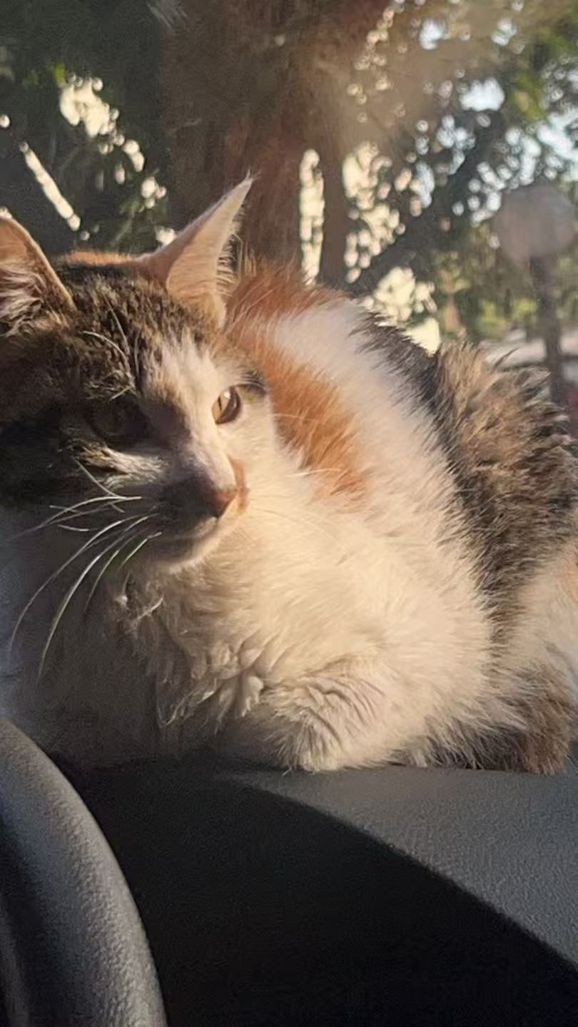 猫咪2