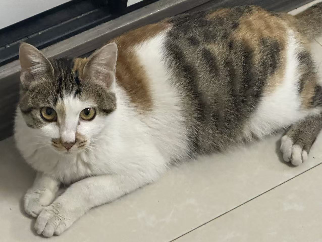 猫咪3
