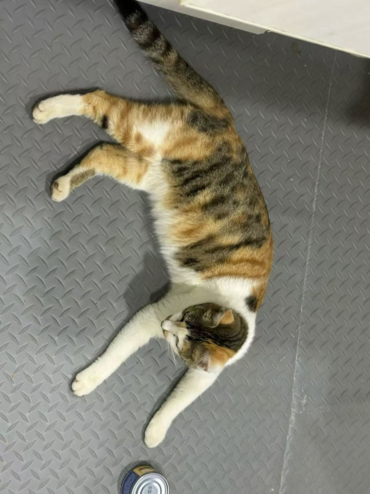 猫咪4