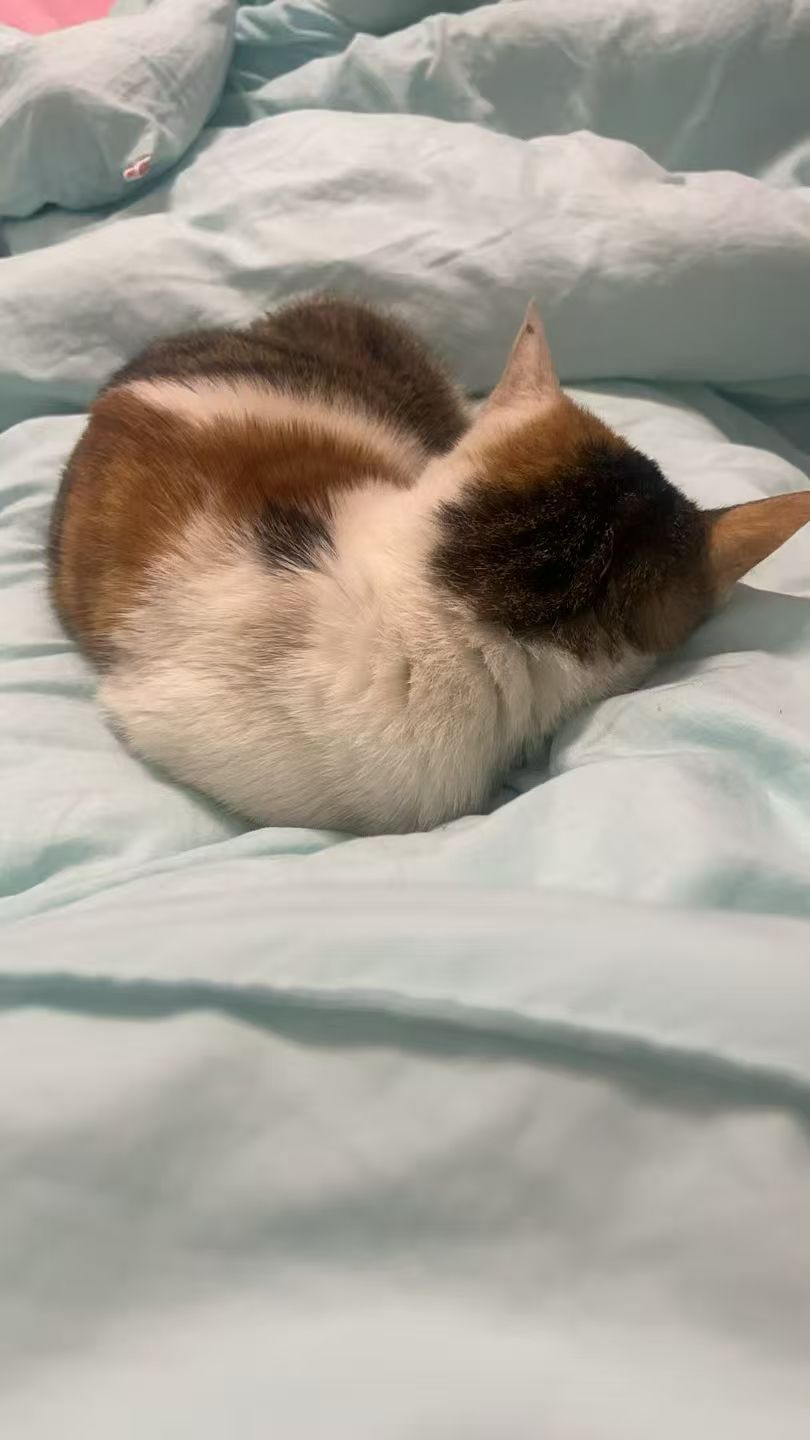 猫咪6