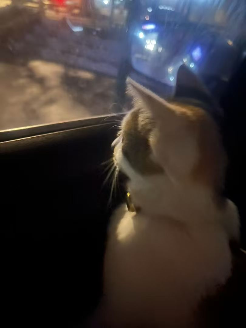 猫咪7
