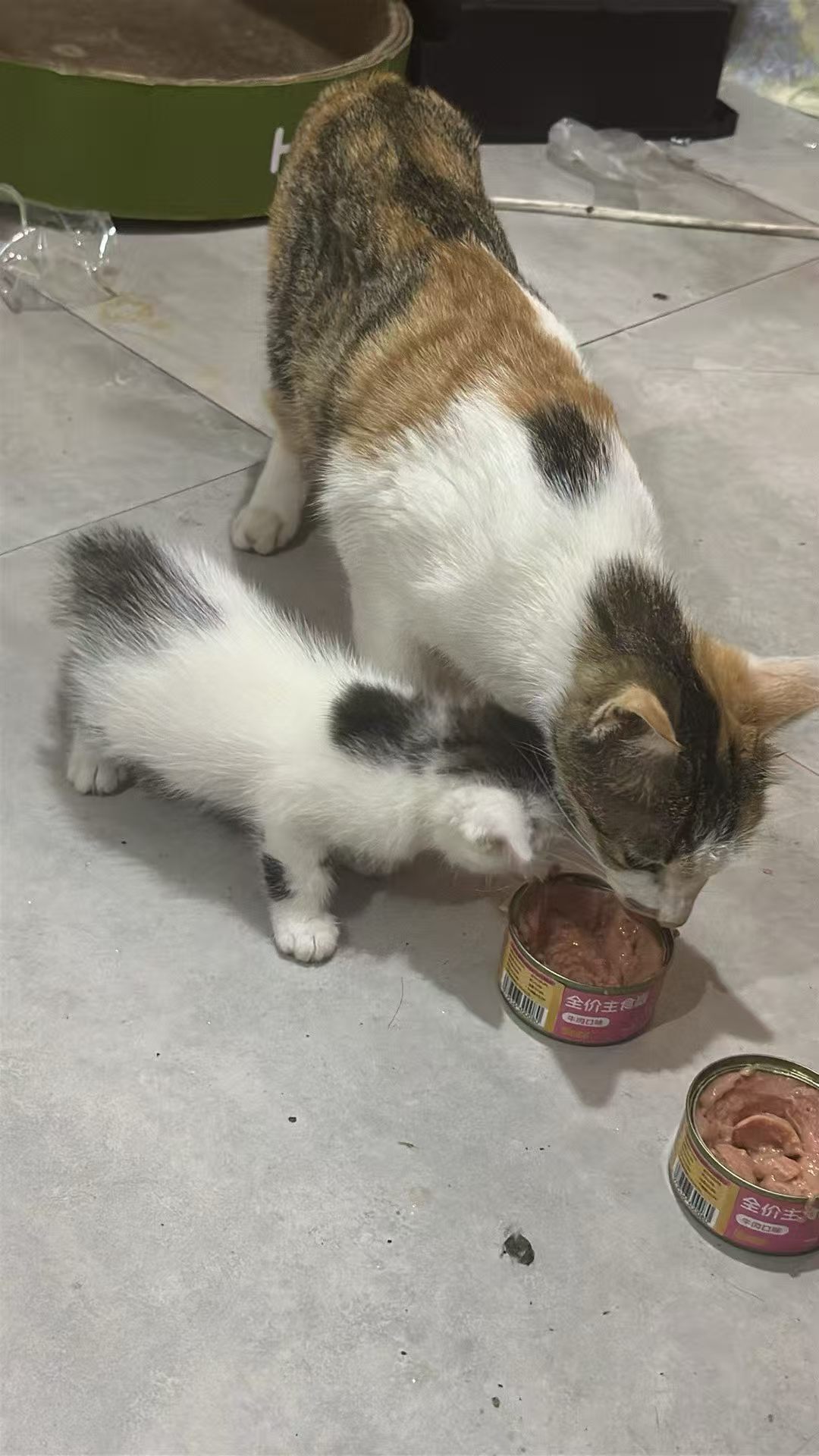 猫咪8