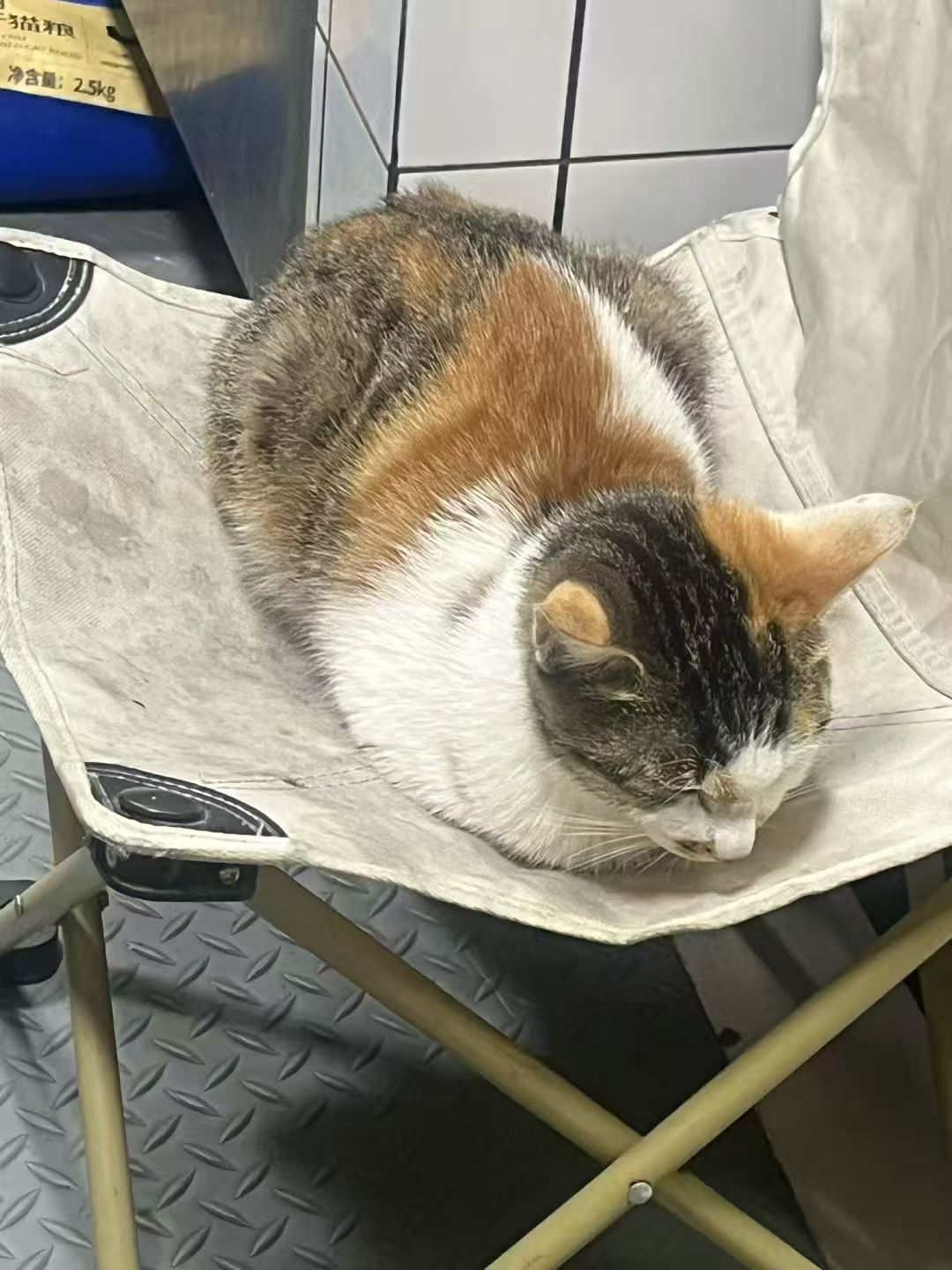 猫咪9